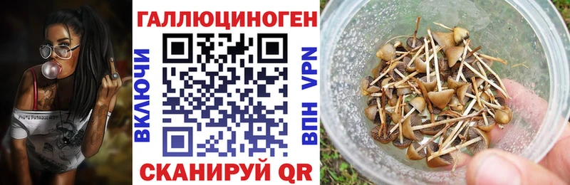 Купить  Карабаново  Псилоцибиновые грибы Cubensis 